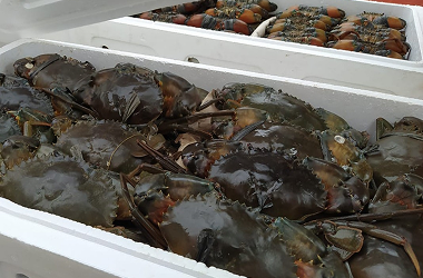 crab